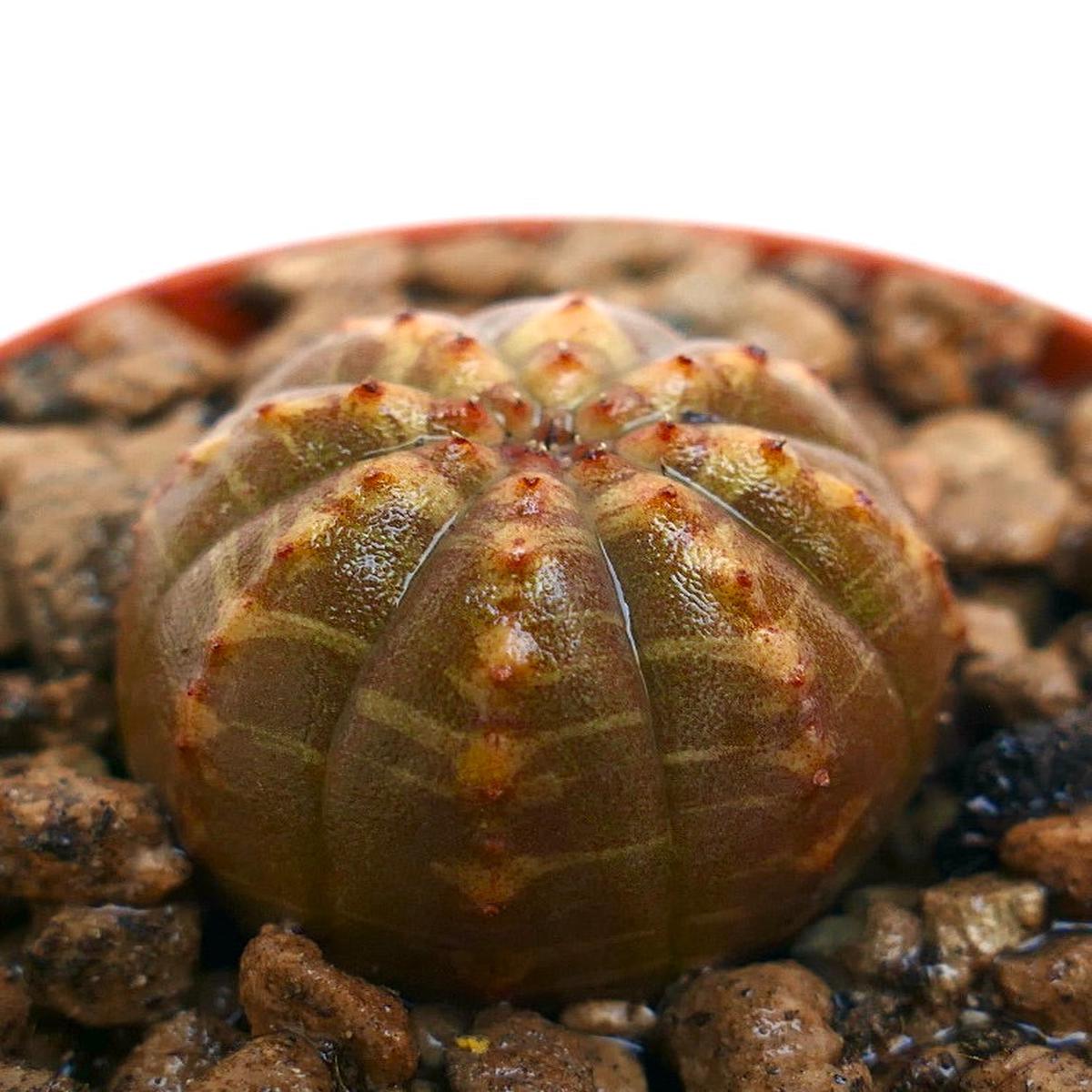 Euphorbia obesa AMAZING PATTERNS BH5