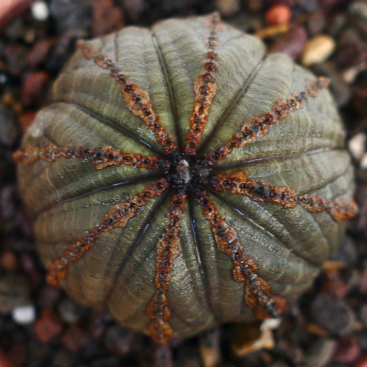 Euphorbia obesa DARK GREY with brown lines