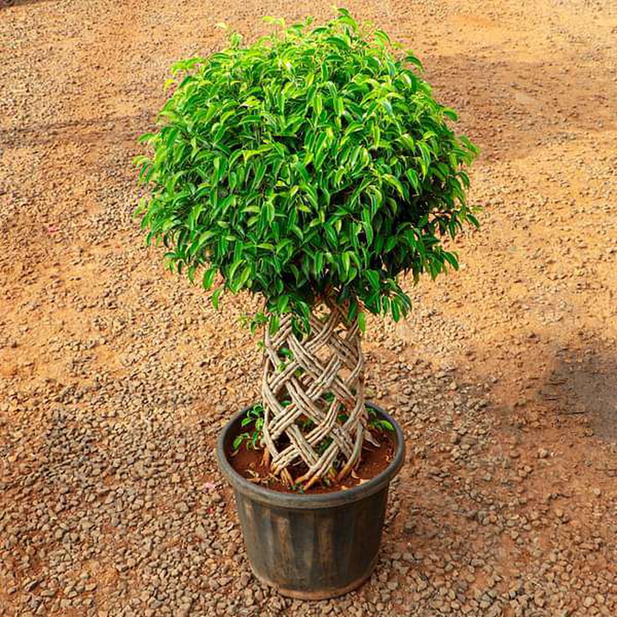 Ficus Bonsai Round Braided Arrangement - Plant