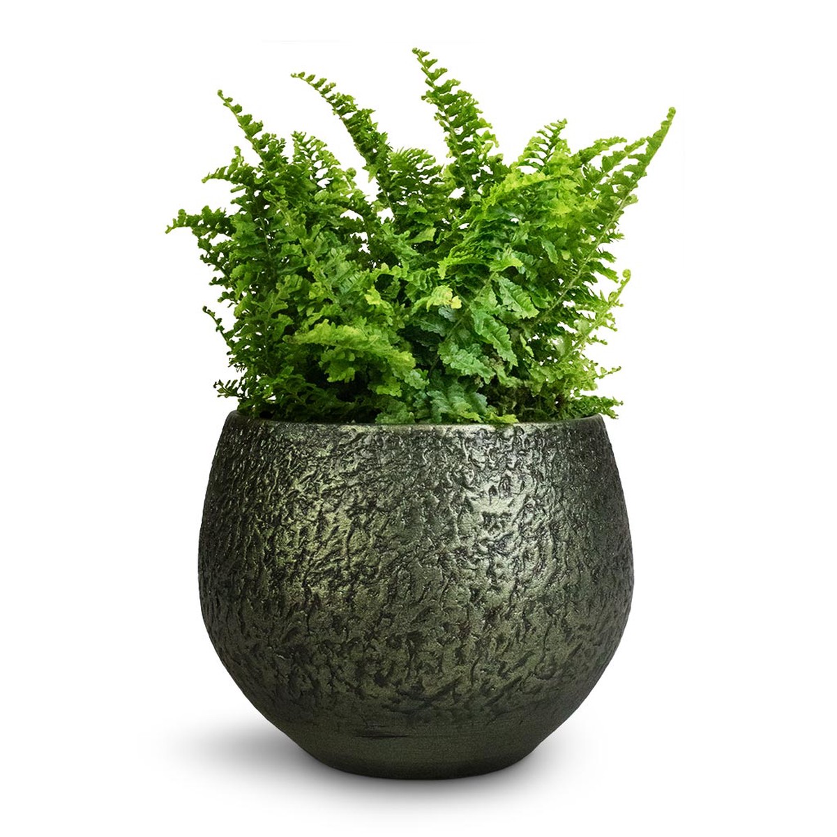 Nephrolepis exaltata Vitale - Compact Sword Fern