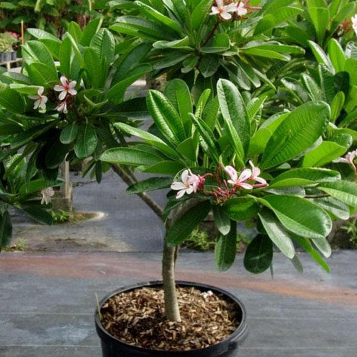 Plumeria Rubra hybrid Champa 8211 Plant