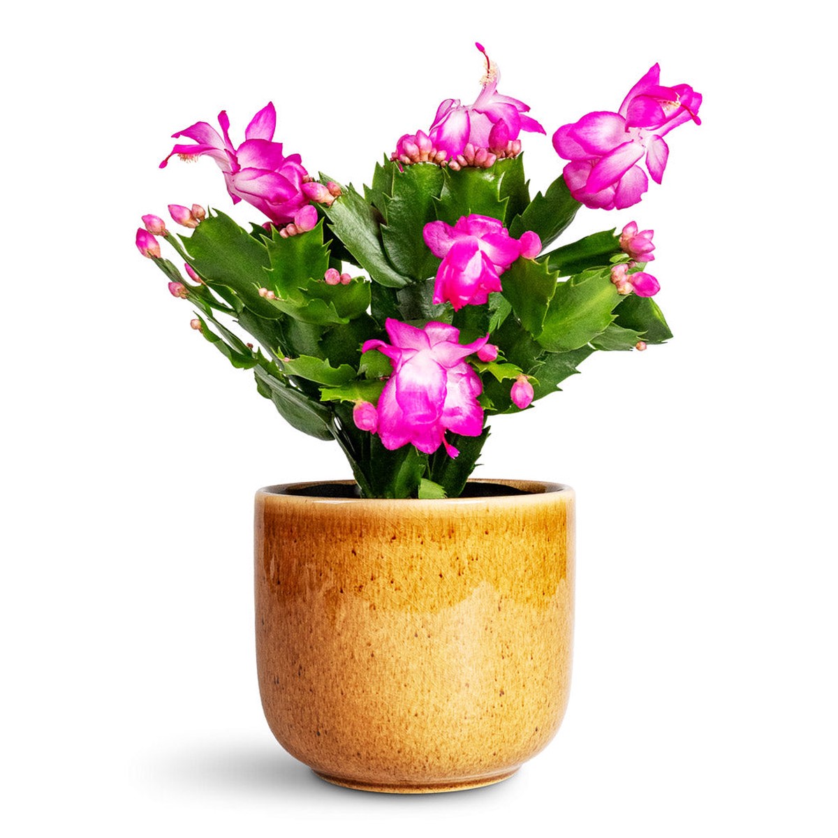 Schlumbergera - Christmas Cactus - Pink/Purple