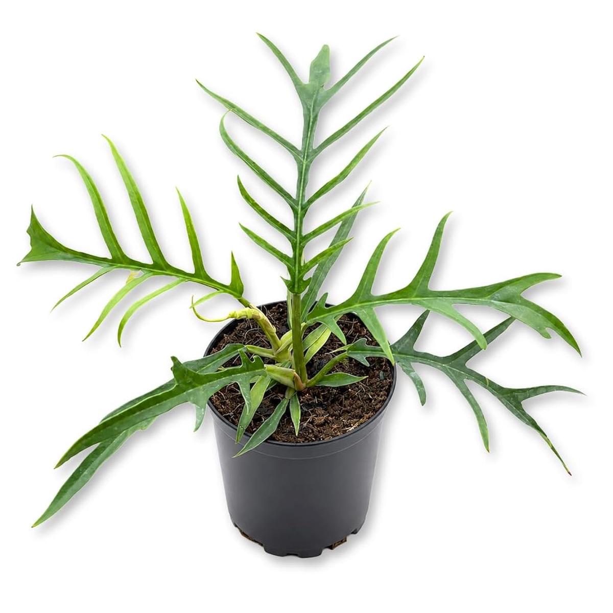 Tortum Philodendron - 1 Live Plant in a 4 Inch Growers Pot - Philodendron Tortum - Beautiful Fernlike Foliage Vining Indoor Houseplant