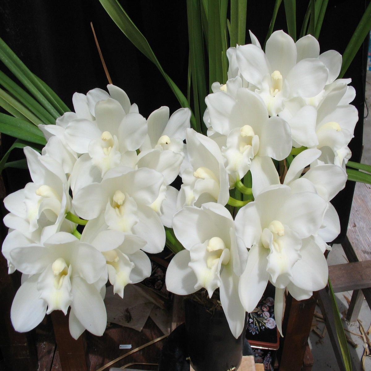 White Cymbidium Orchid Herb Seeds Heirloom, Non-GMO Seeds for Garden Planting with Rich Aroma