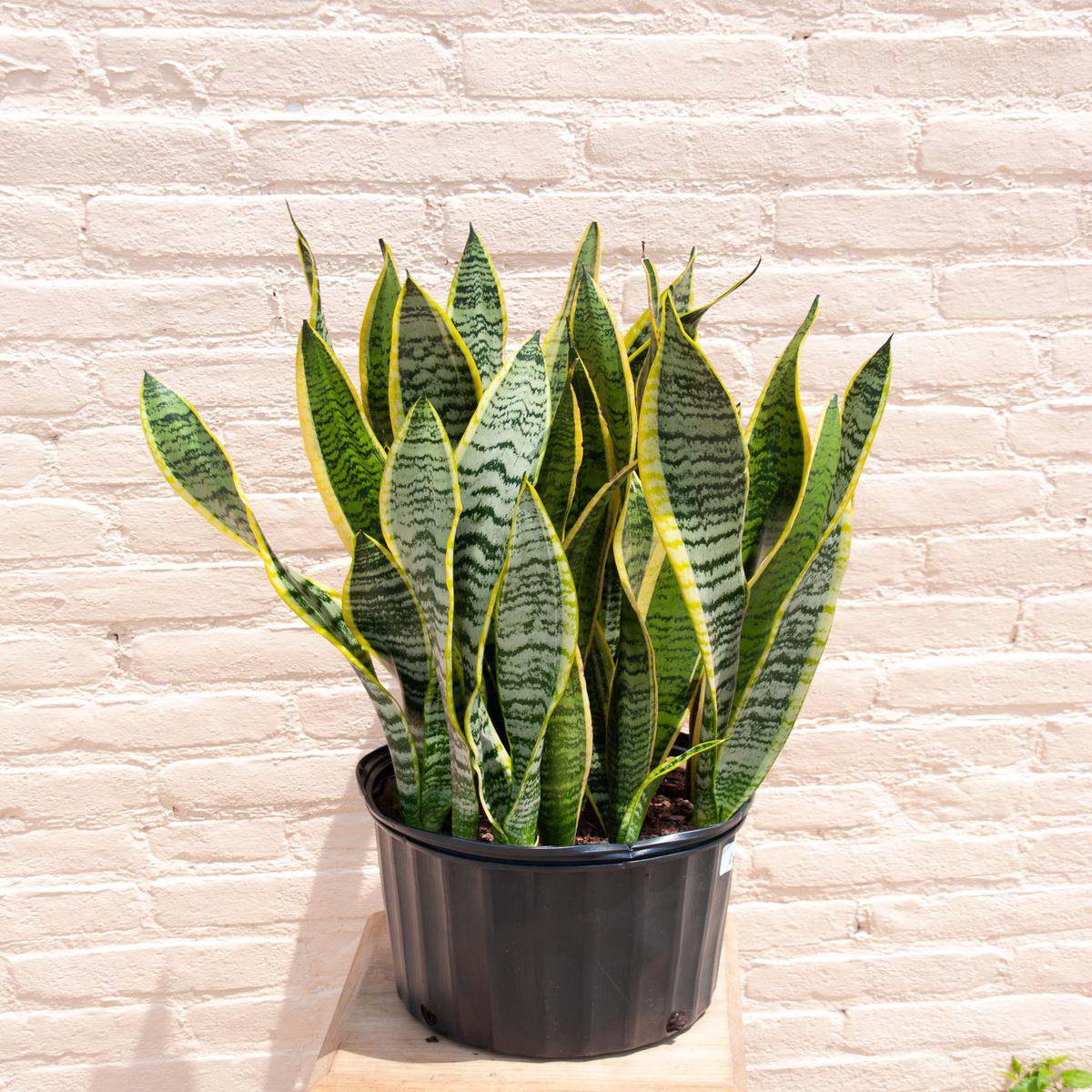 XL Sansevieria trifasciata 8217Laurentii8217 3-48217 tall