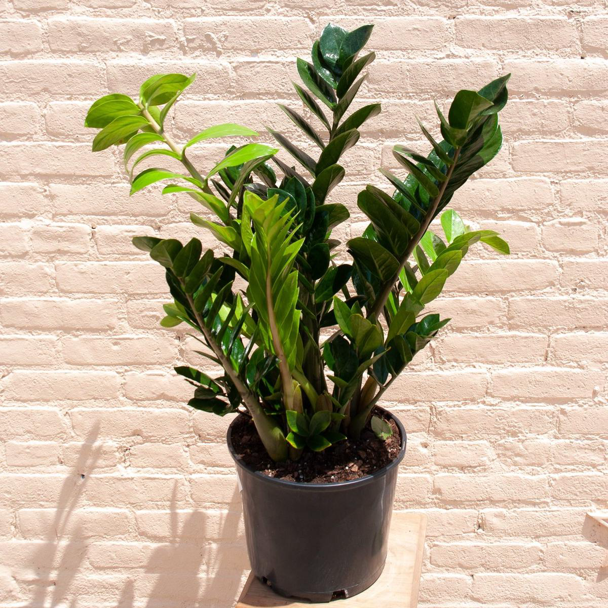 XL Zamioculcas zamiifolia 8217ZZ plant8217 3-48217 tallwide 148221 pot