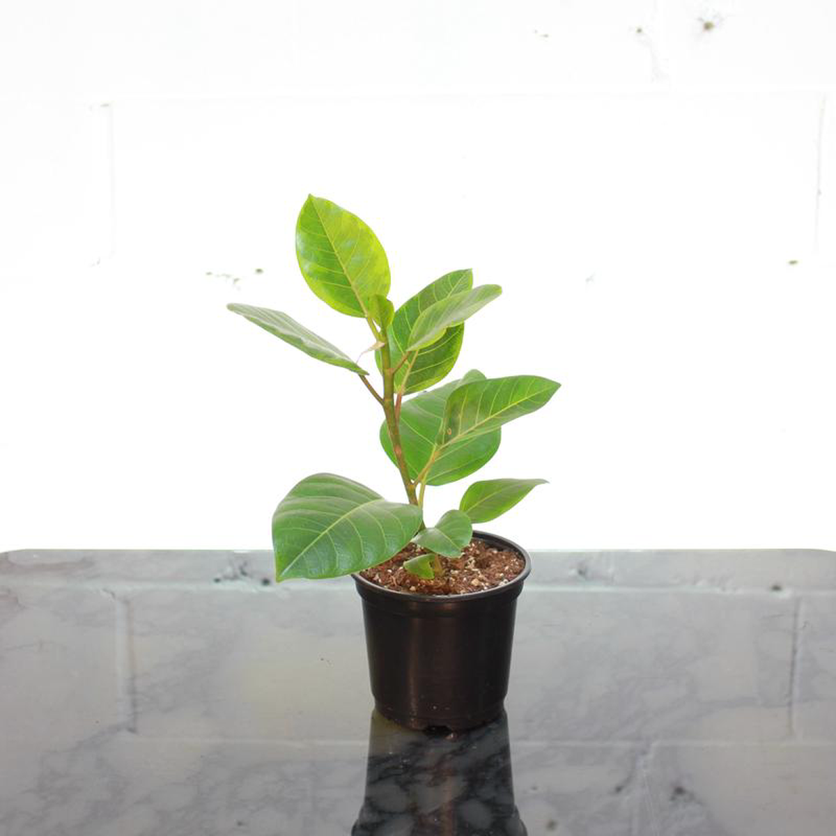 Yellow Gem Fig: Ficus altissima  6 inch pot