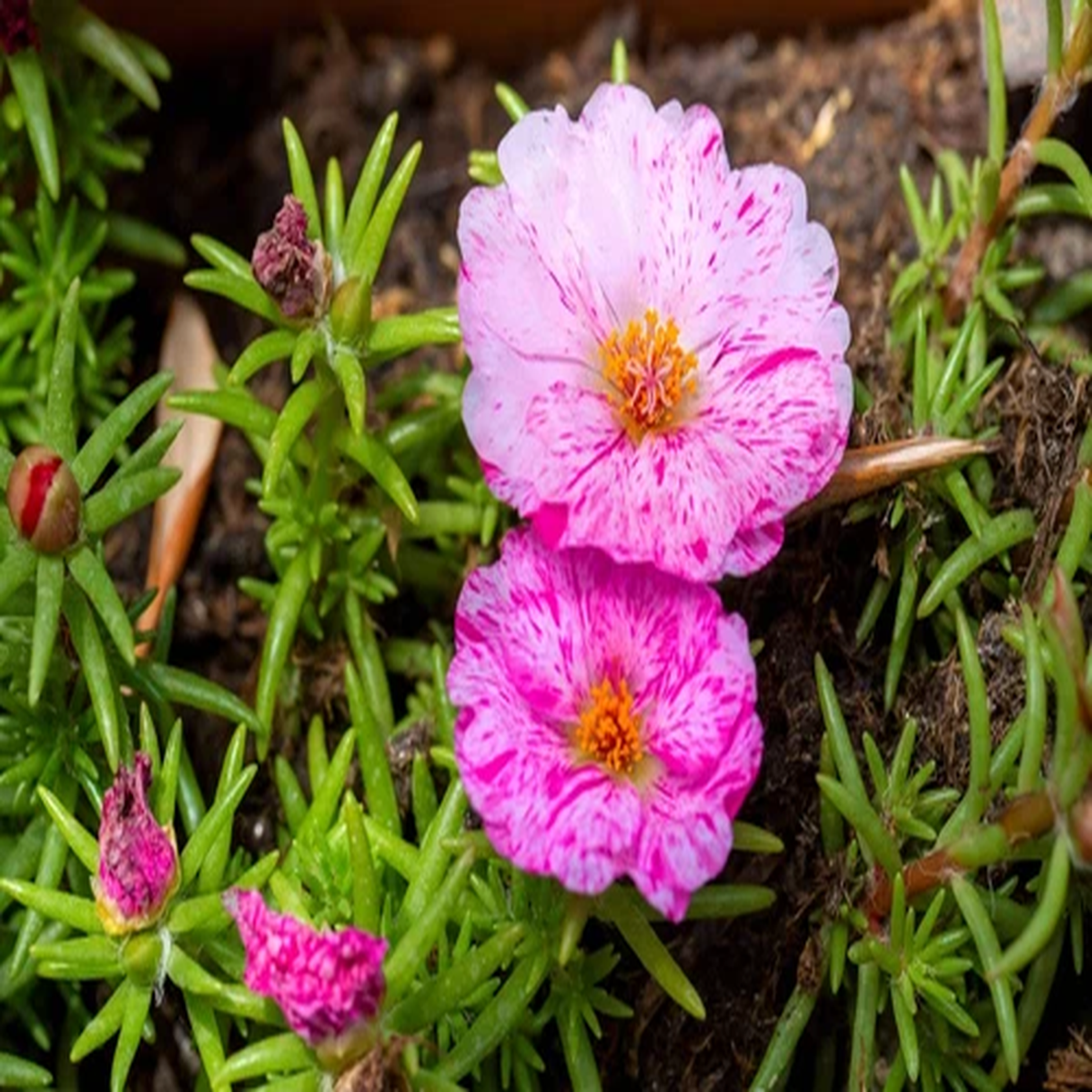 40 Sundial PEPPERMINT PORTULACA Grandiflora Moss Rose Pink Streaked Flower Seeds