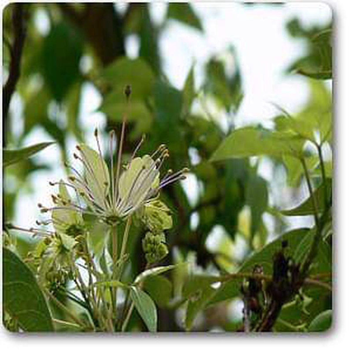 Three Leaved Caper 8211 Plant