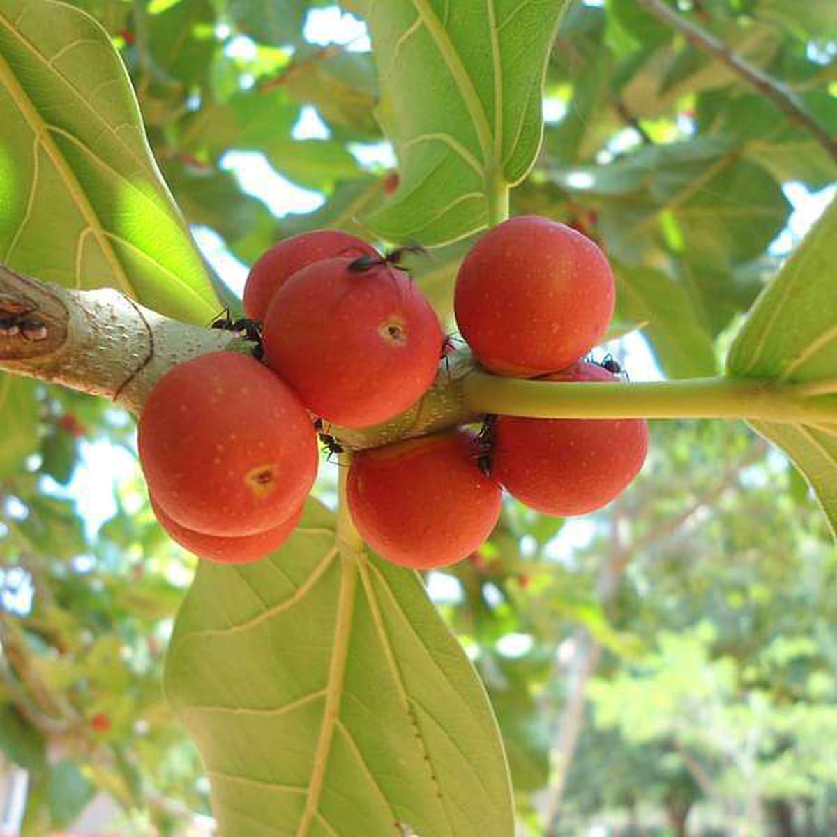 Tree of Odisha, Banyan - Plant