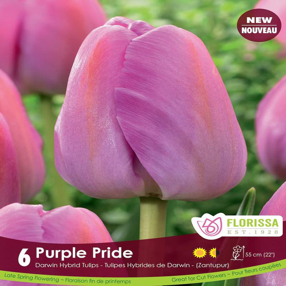 Tulip 8211 Purple Pride 6 Pack