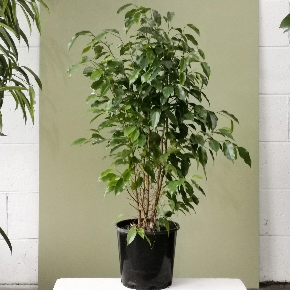 Weeping Fig (Ficus benjamina)