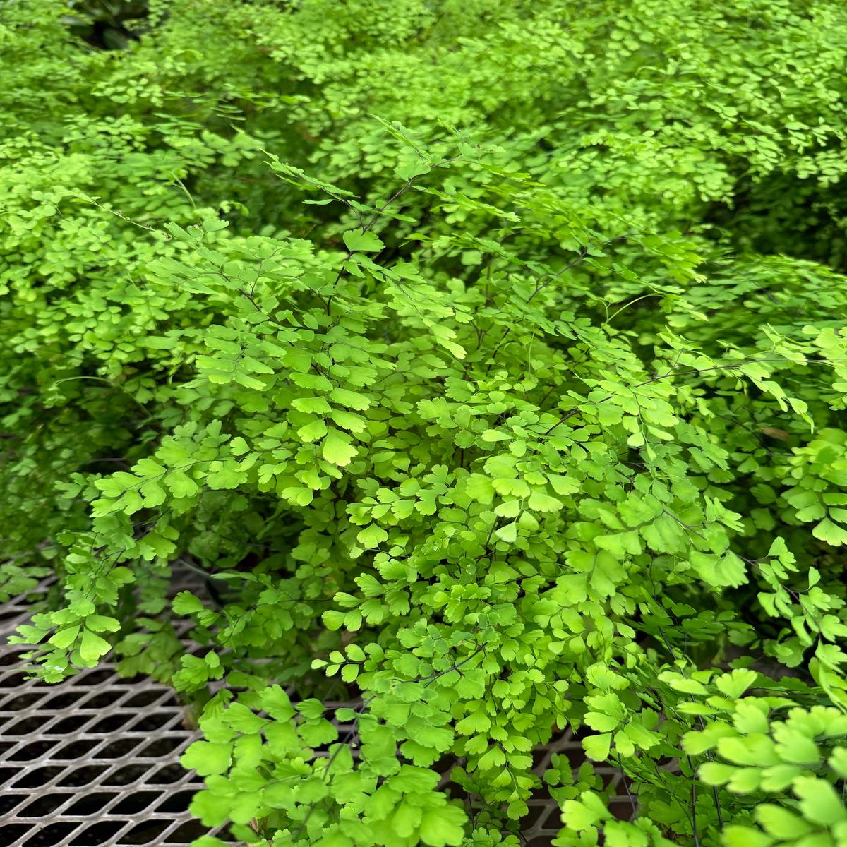 Adiantum Pedatum 'Maidenhair' | 'Maidenhair' Fern