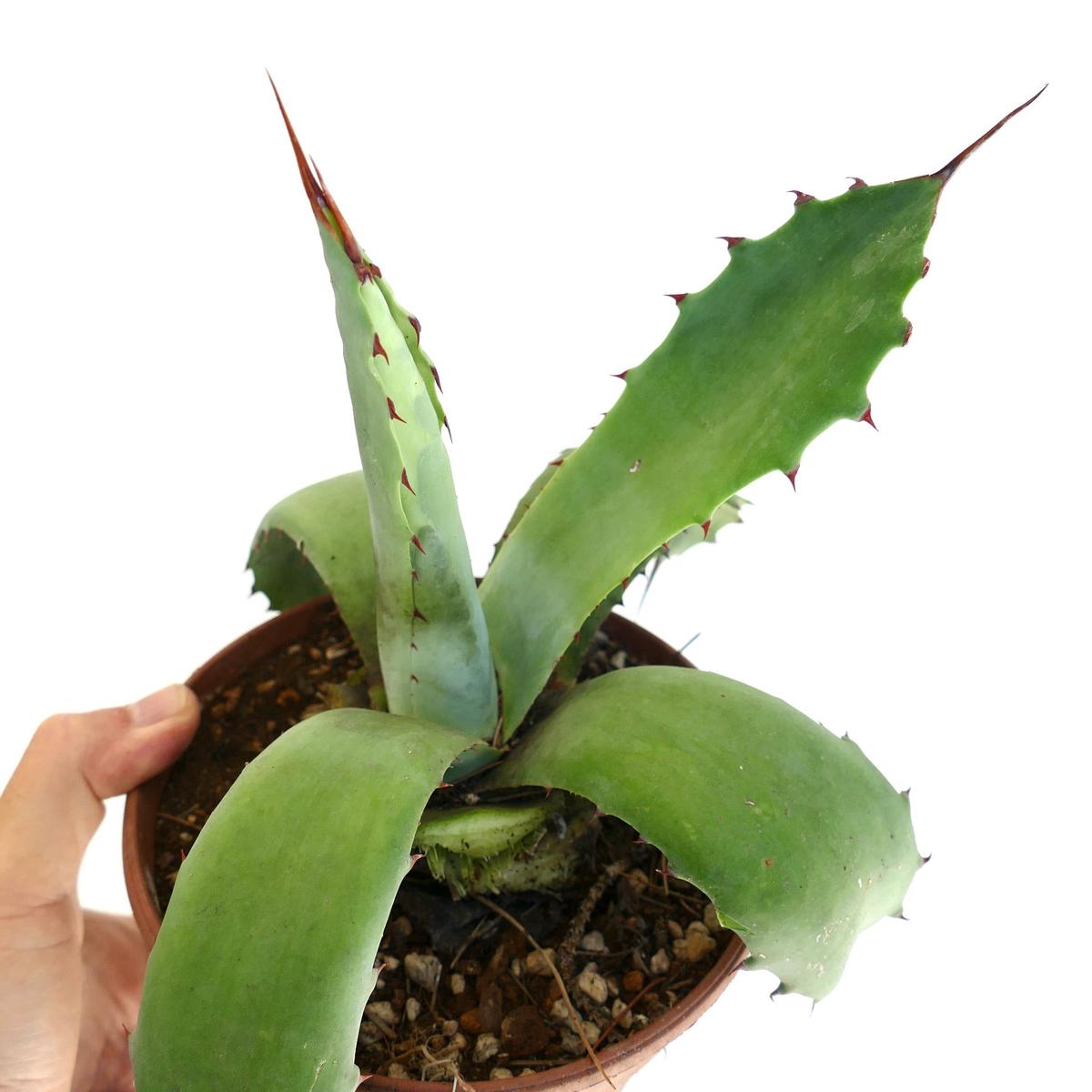 Agave americana x bovicornuta