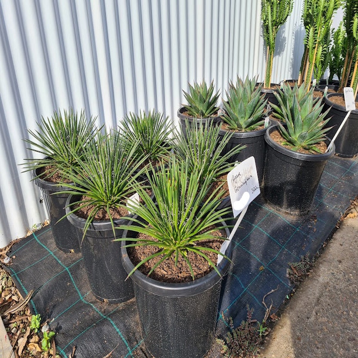 Agave geminiflora