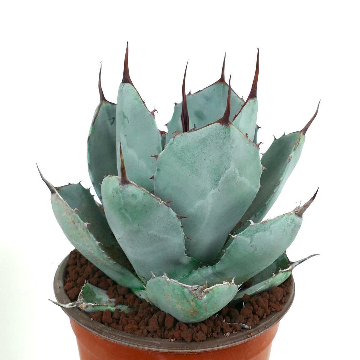Agave parryi cv 'BLUE Huntington' SELECTED FORM