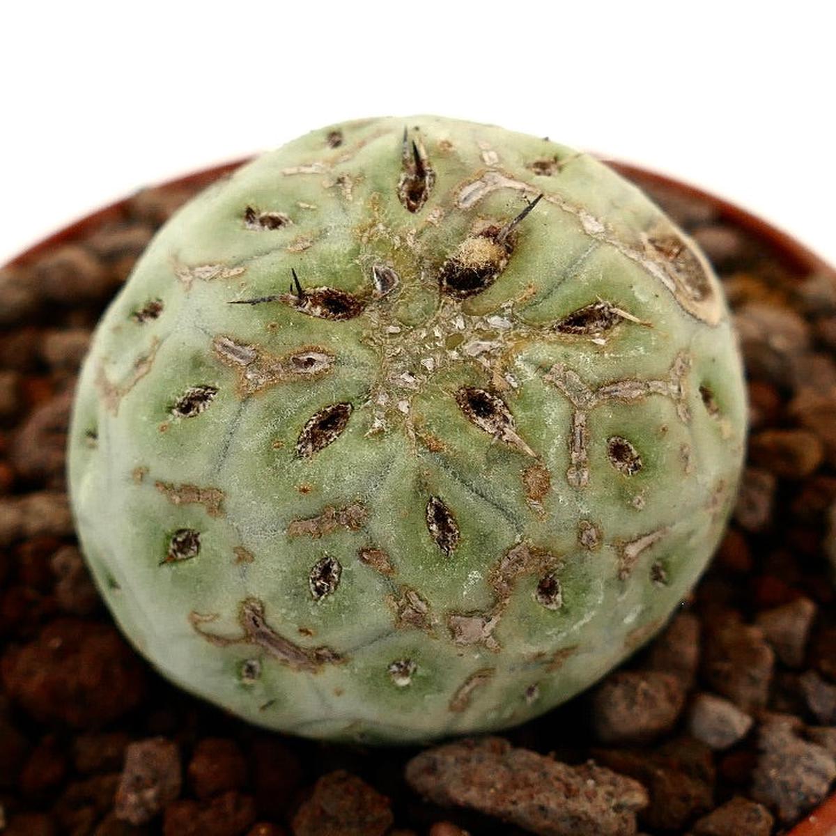 Tephrocactus geometricus ONE BALL UNUSUAL CLONE