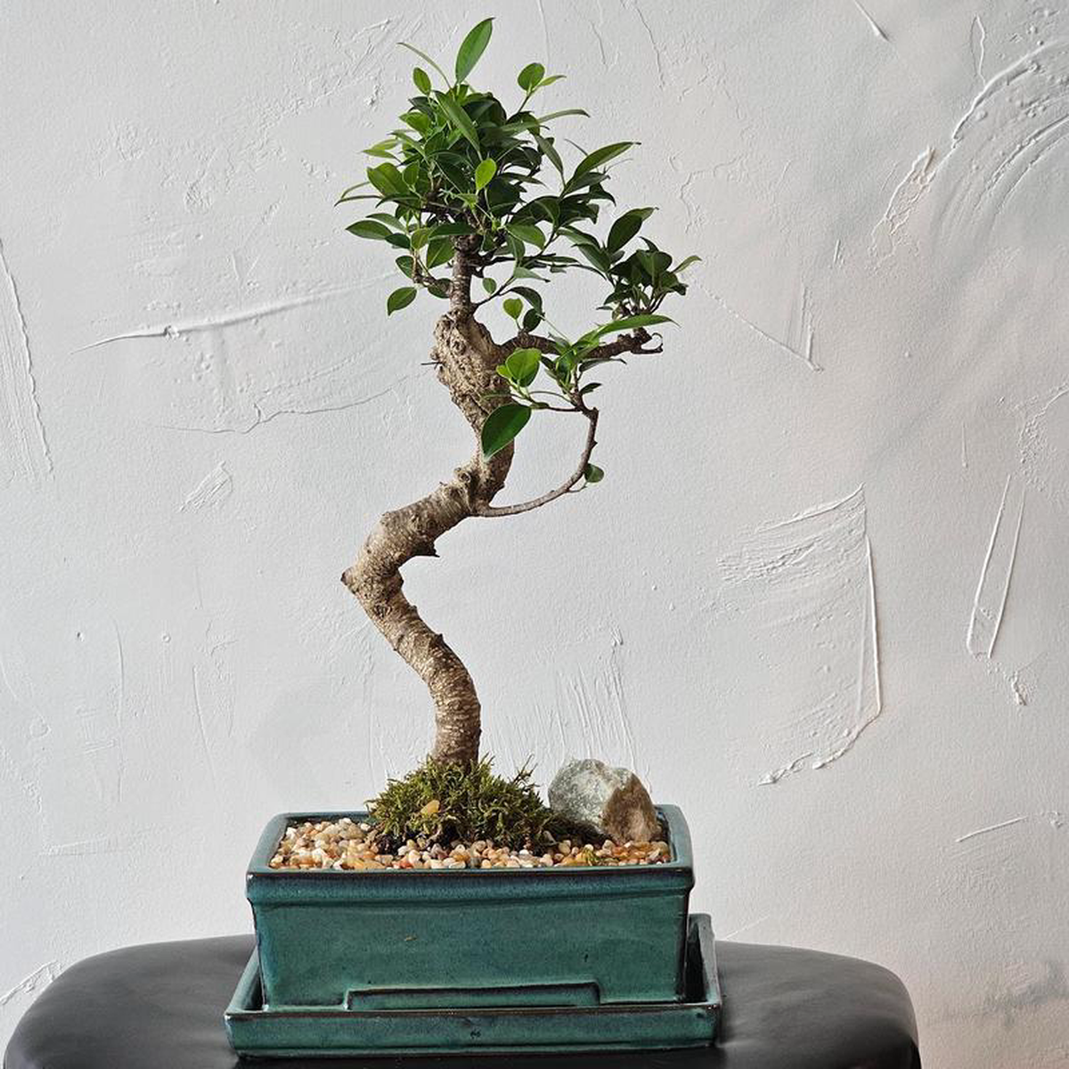 Tigerbark Ficus Bonsai Ficus microcarpa 8211 8 inch Ceramic pot