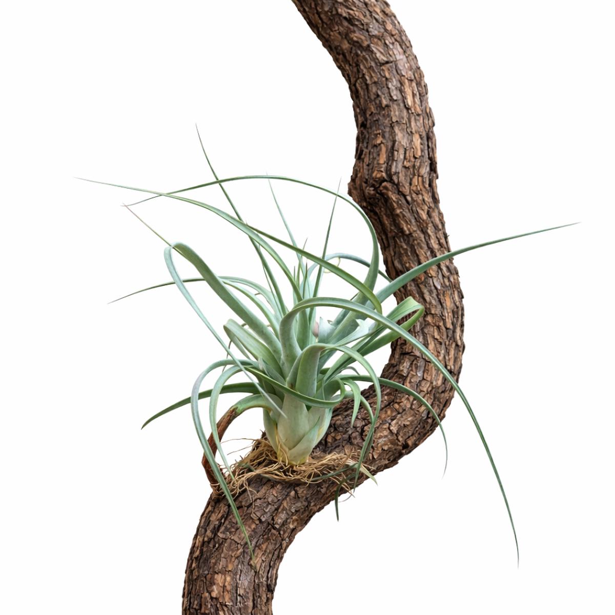 Tillandsia clario 15-30cm