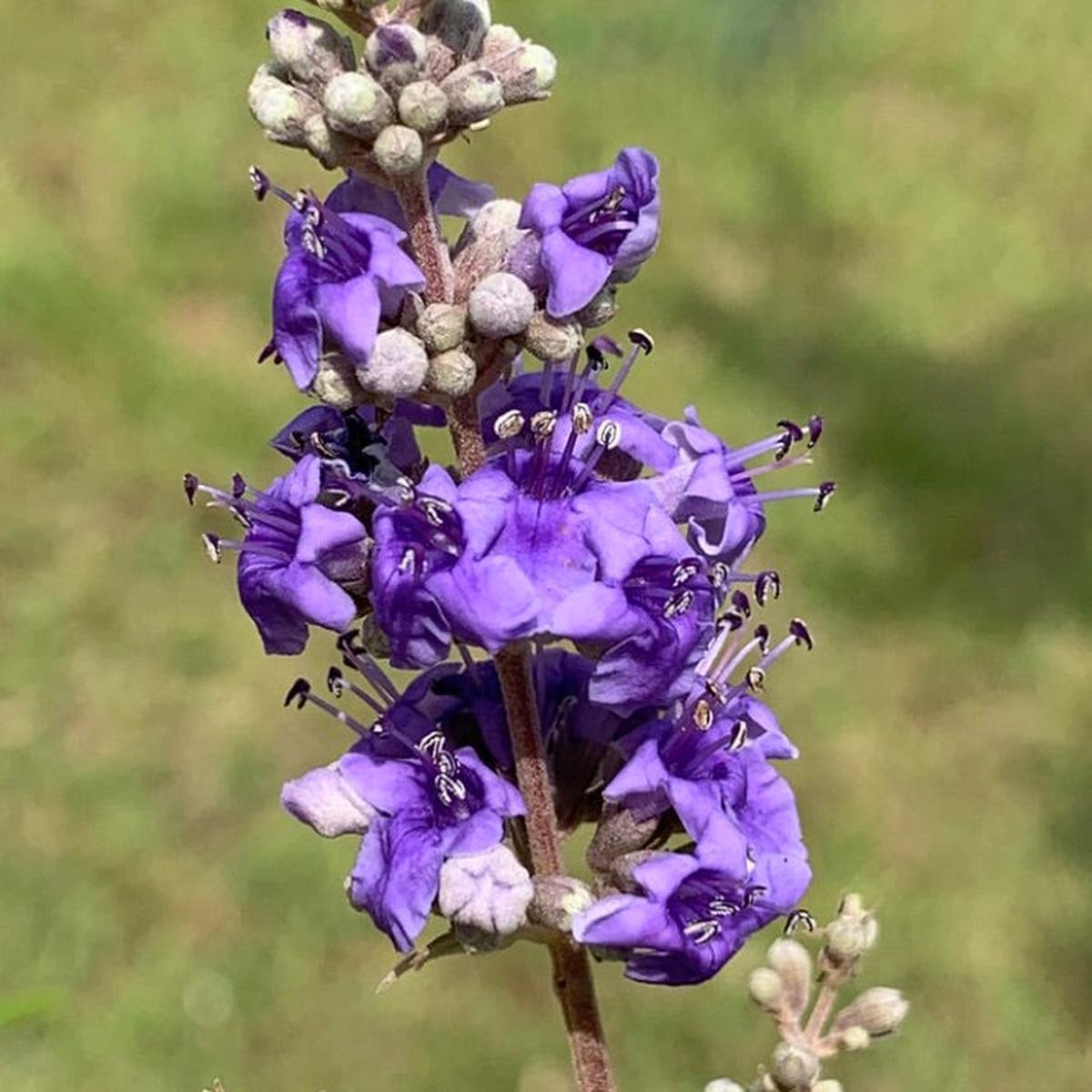 Vitex agnus-castus