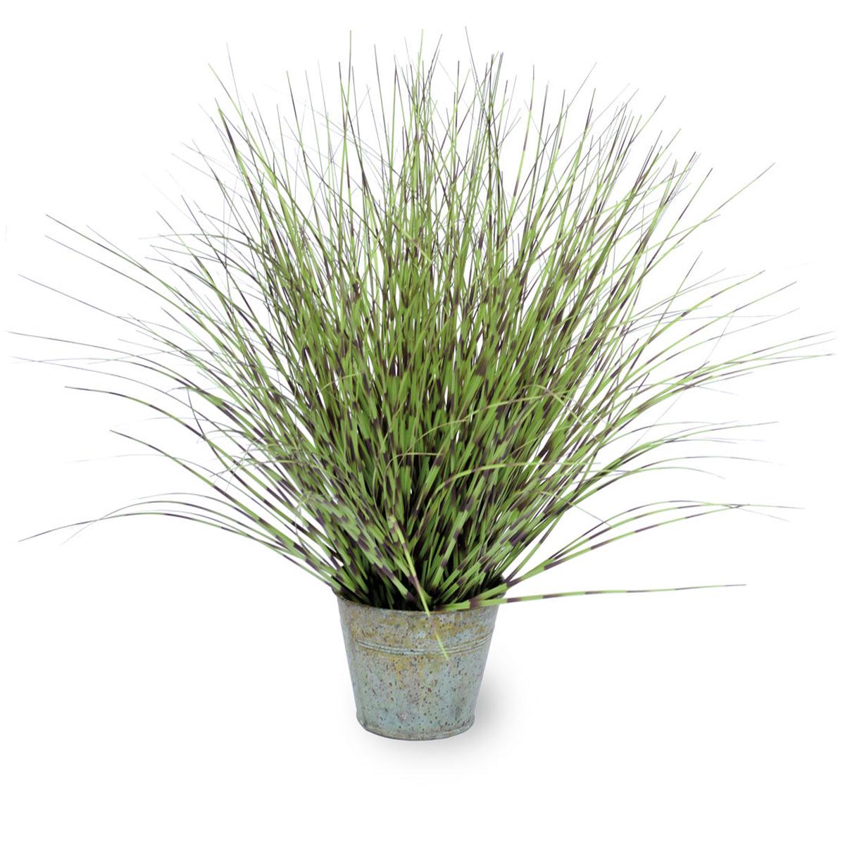Zebra Grass Dark