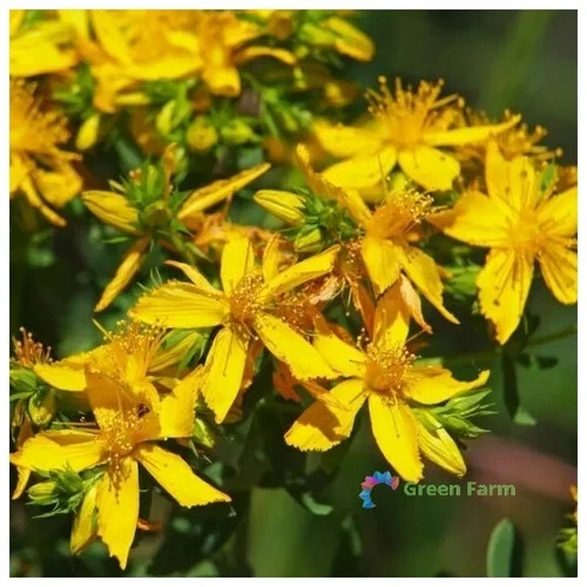 100 Seeds Hypericum Perforatum St. John's Wort Perennial Herb Flowering Plants