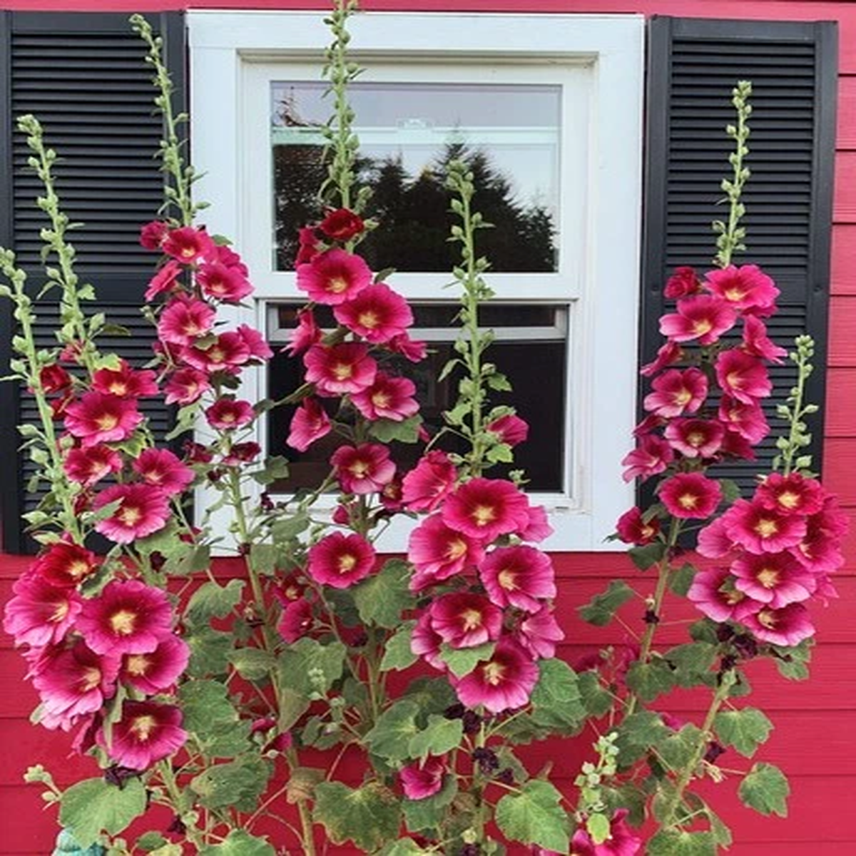 25 DARK RED HOLLYHOCK Alcea Rosea Flower Seeds Perennial *Flat S/H