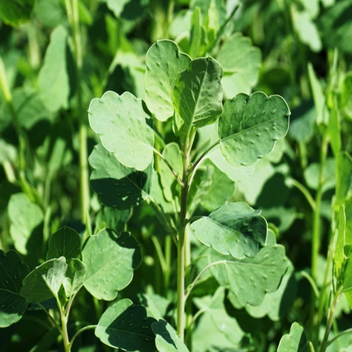 25 PAPALO Yerba Porosa, Summer Cilantro, Bolivian Coriander, Porophyllum Ruderal