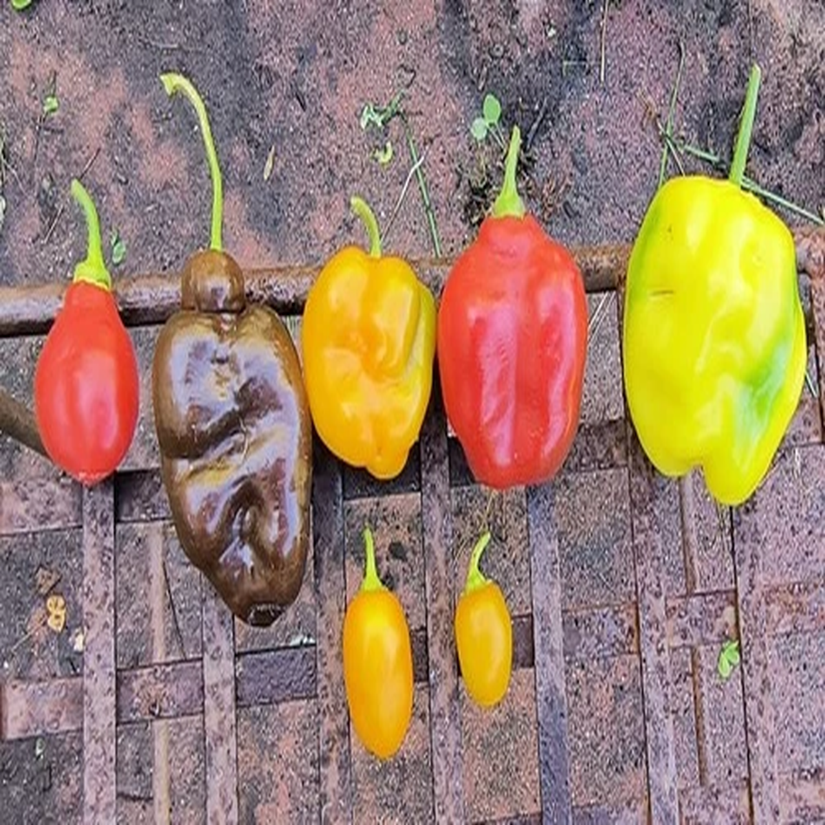 7 varieties Manzano/Rocoto pepper seed 24 seeds+ mixed in packet