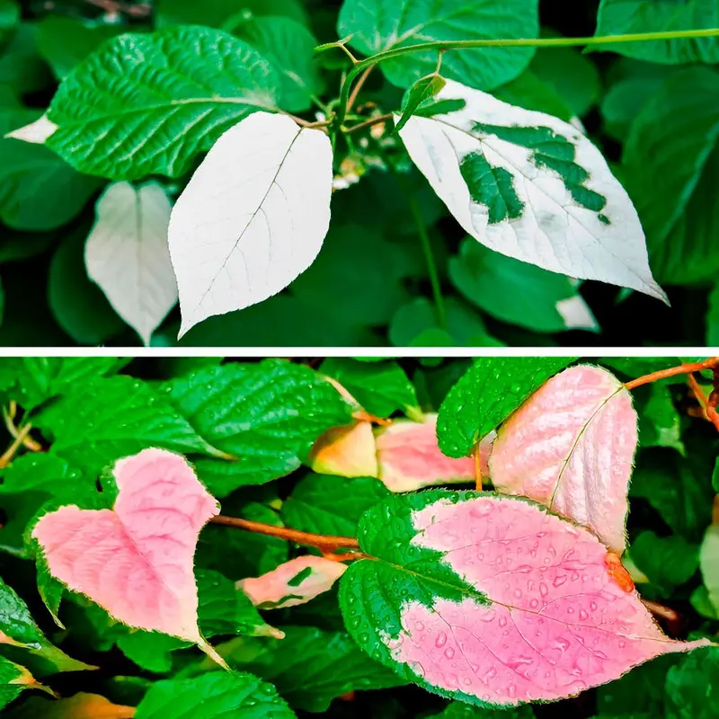Actinidia Kiwi Kit Pasha & September Sun