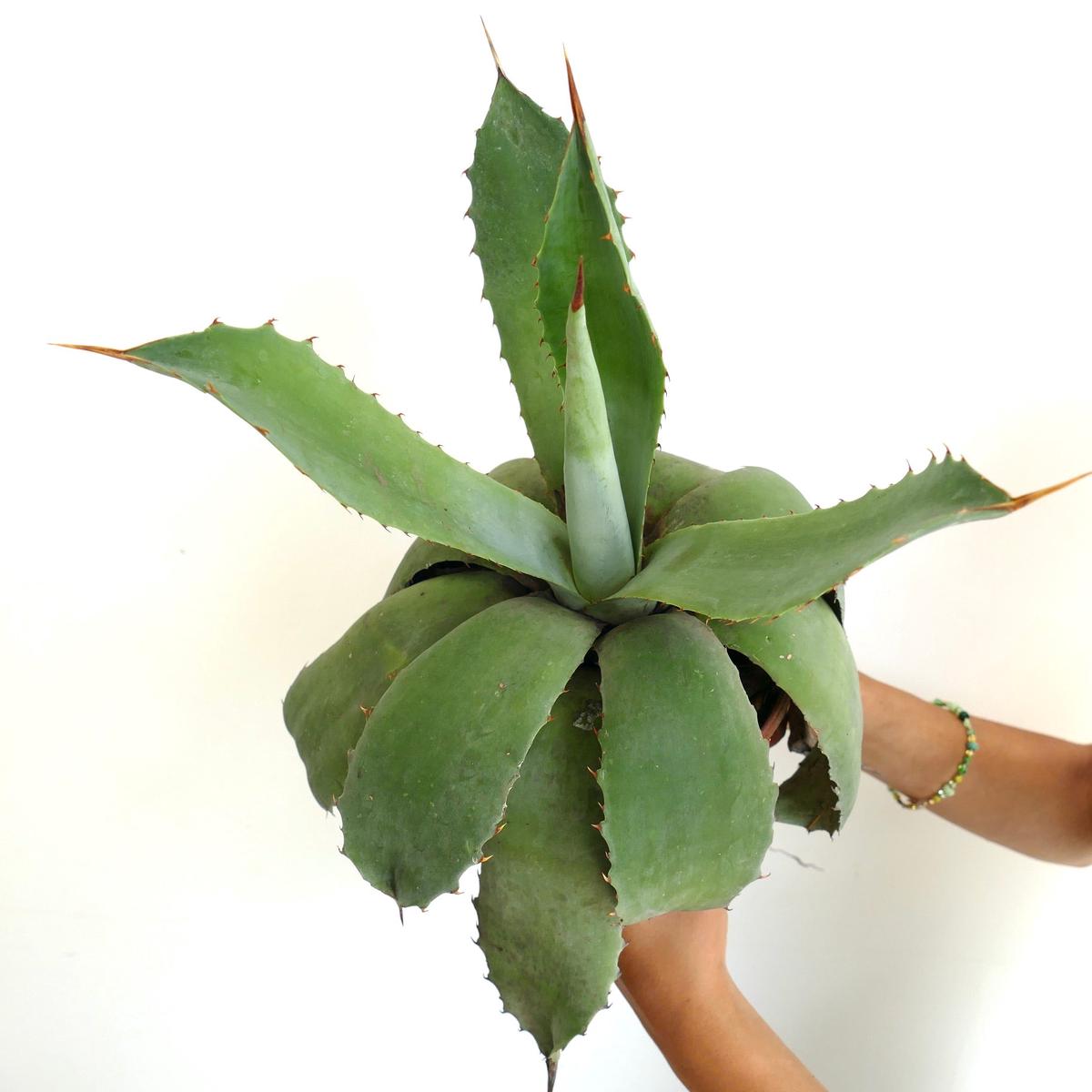 Agave americana x celsii