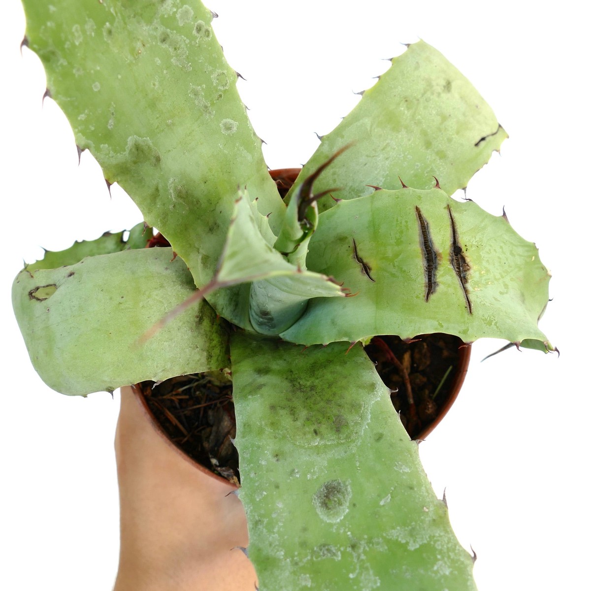 Agave parrasana X bovicornuta X eborispina