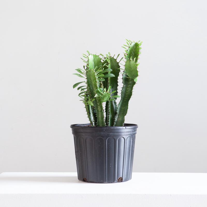 African Milk Tree Cactus: Euphorbia trigona - 10 inch pot - 2-3 foot tall