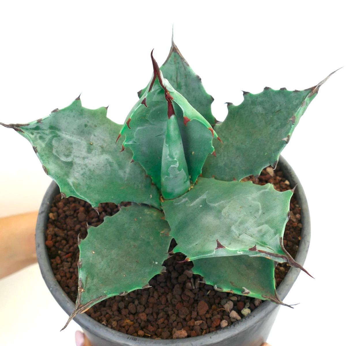 Agave colorata GREEN GRAY COLOR