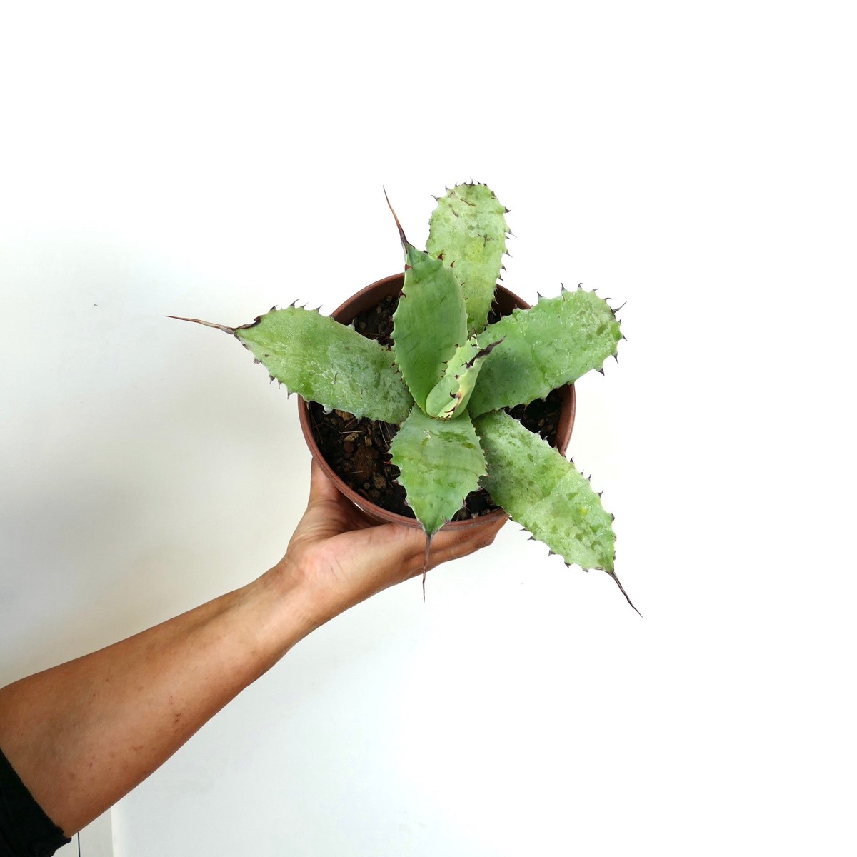 Agave potatorum cv BECKY X Agave utahensis