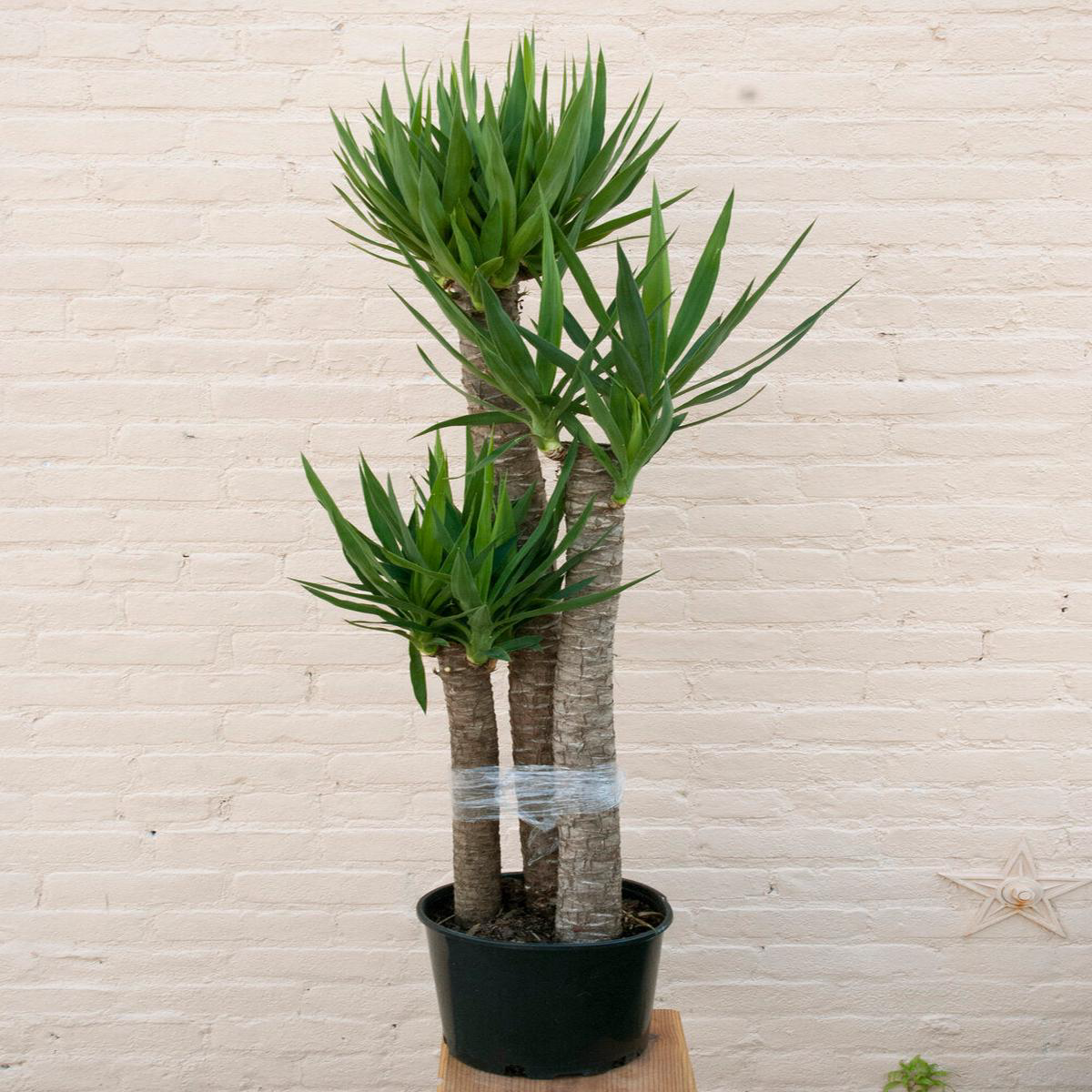 Yucca gigantea 8217Yucca Cane8217 8211 108221