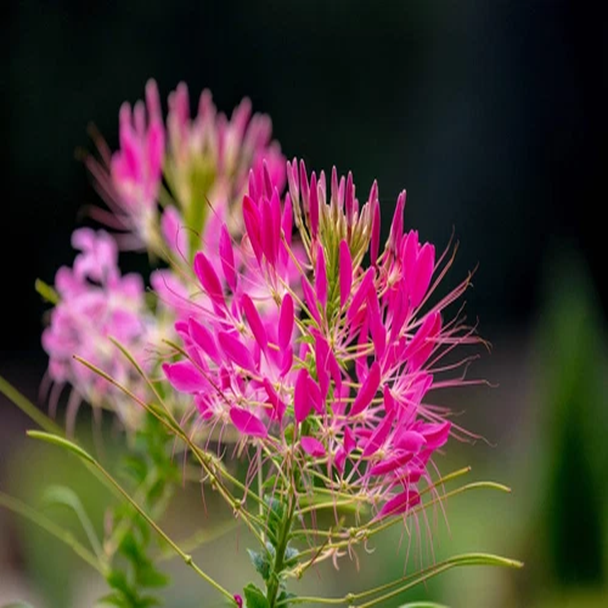 200 CHERRY QUEEN CLEOME Spinosa Hassleriana Carmine Rose Spider Flower Seeds