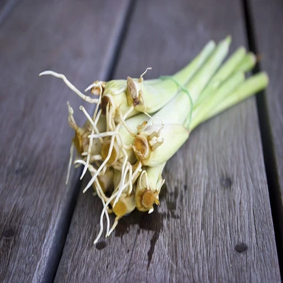 3 Lemongrass ROOTED Stalks, READY to  PLANT,  Mosquito Repellent Citronella