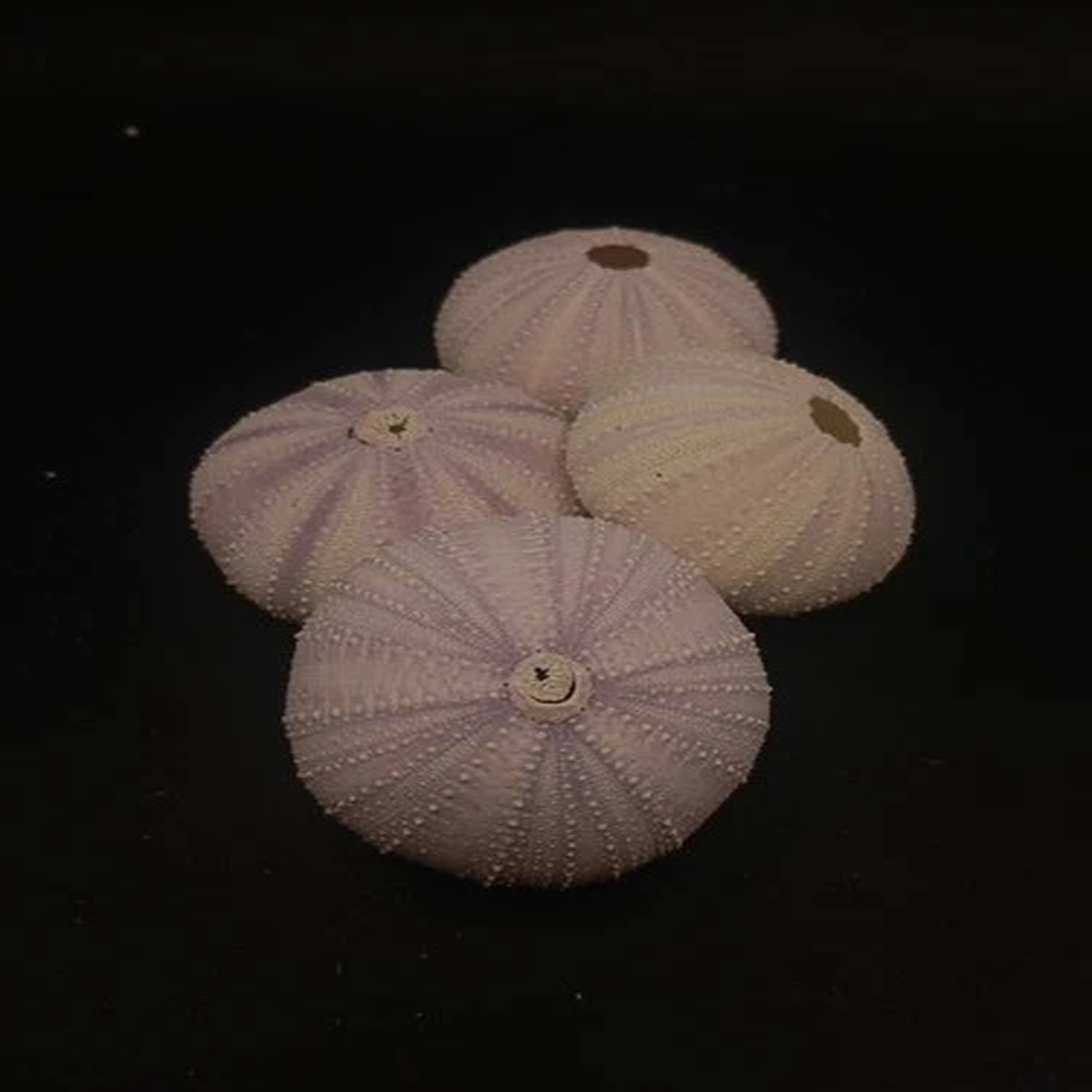 4 X purple/white sea urchin home coastal. Air plant Collectors. Sea shell