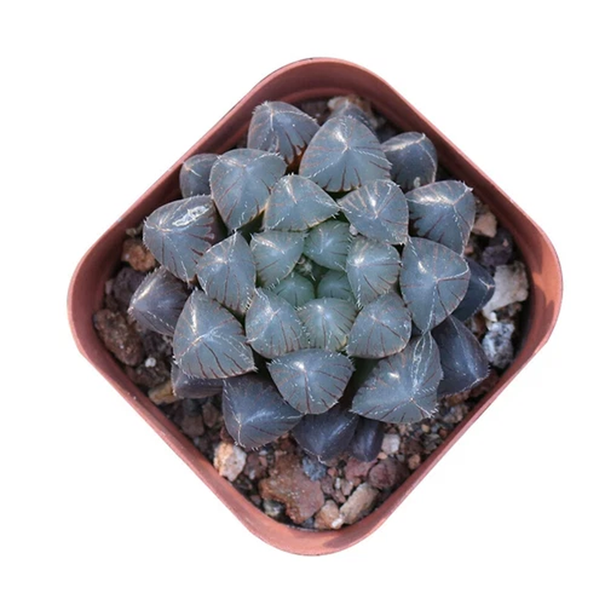 4CM Succulent Plant Haworthia Giant Red LineHO1Liliaceae Home Garden Beautiful