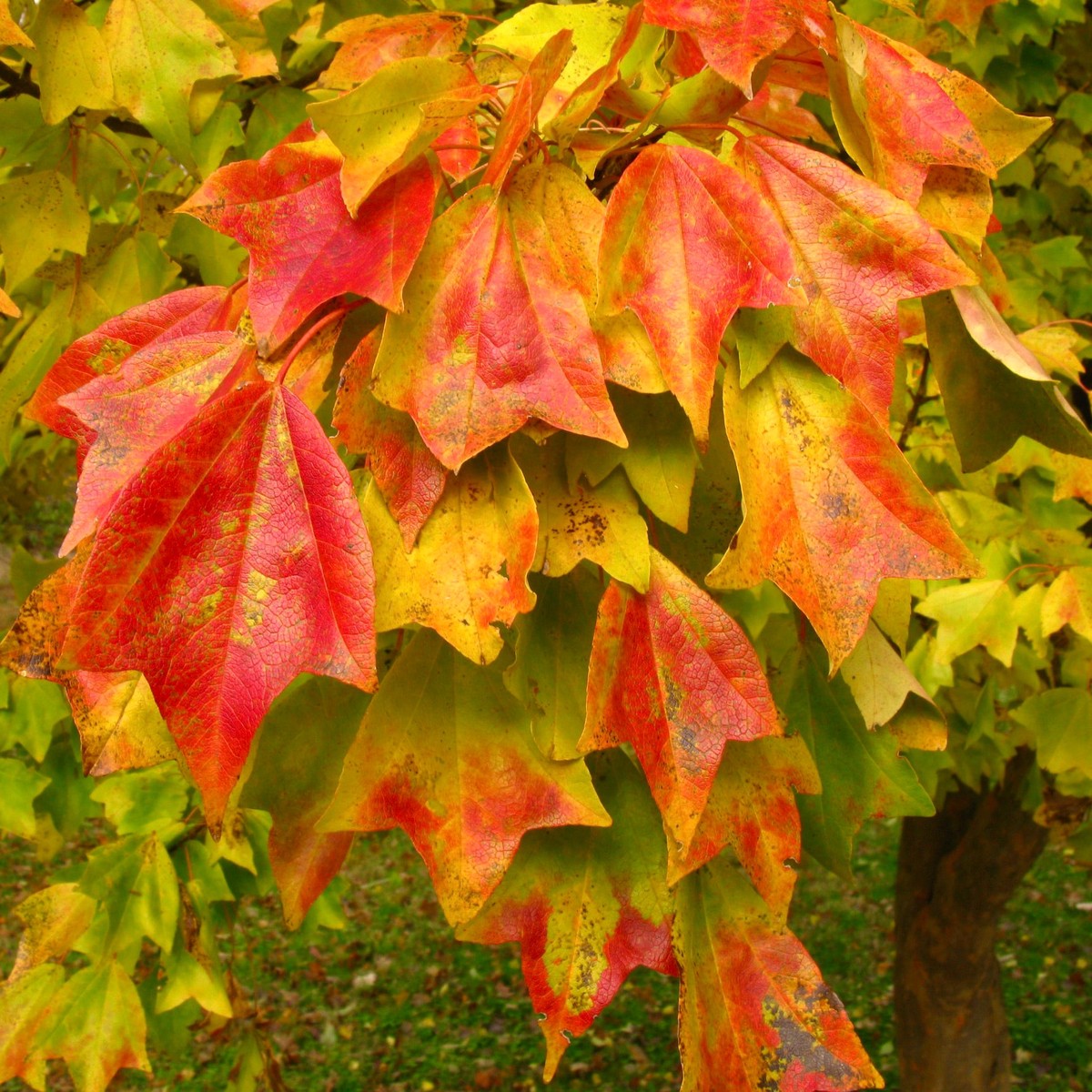 Acer buergerianum