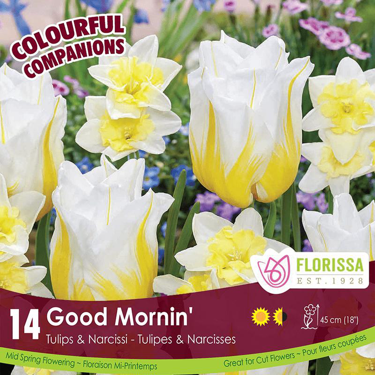 Tulips 038 Narcissi 8211 Good Mornin8217 Colourful Companions 14 Pack