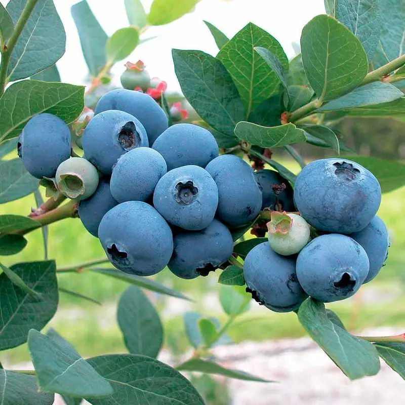 Vaccinium 'Sweetheart' Blueberry