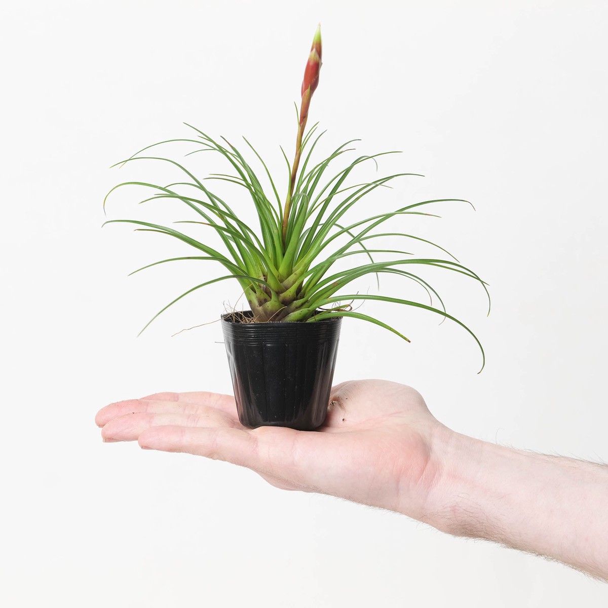 Vriesea Correia-Araujoi