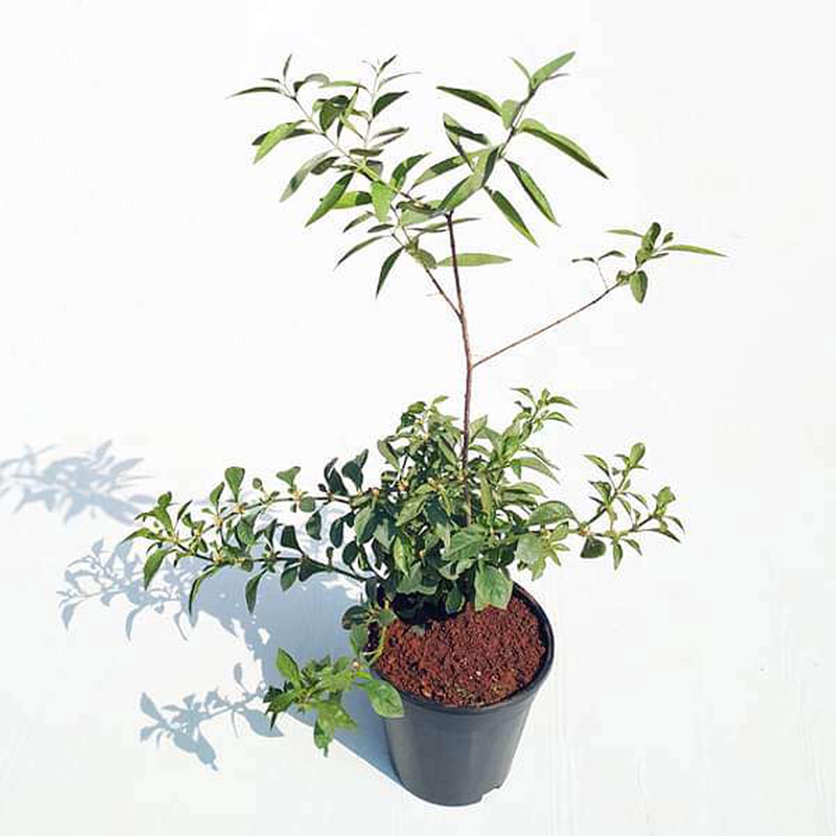 White Sandalwood Tree, Chandan Tree - Plant - Default Title