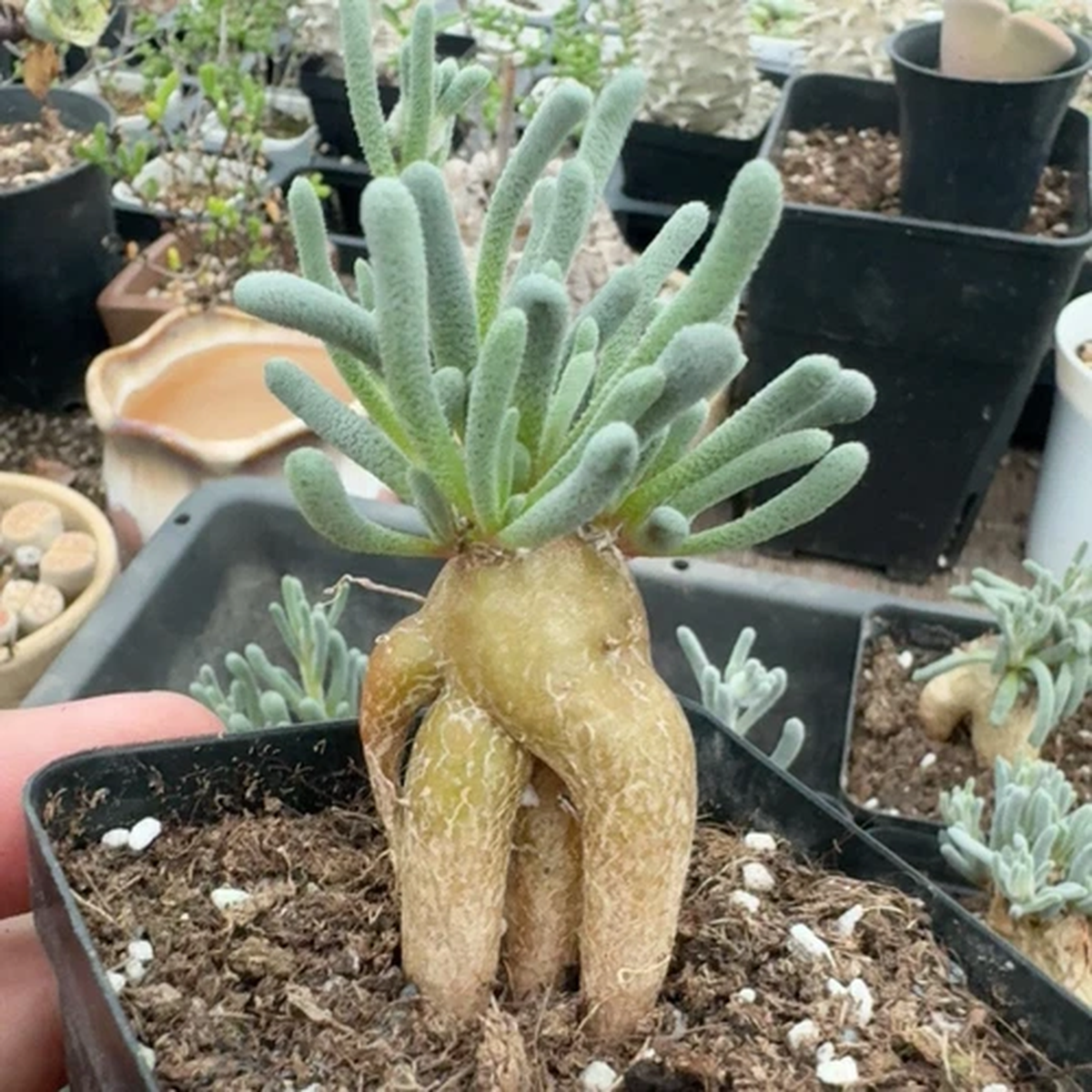 1.5-3cm Succulent Cactus Plant Phyllobolus Tenuiflorus Aizoaceae Home Garden