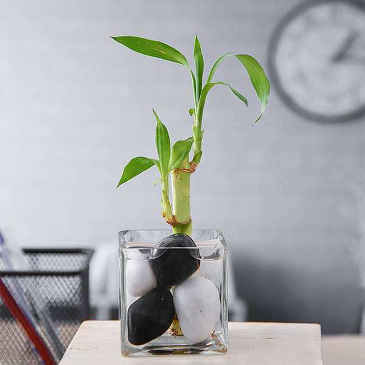 1 Lucky Bamboo Stalk (A Symbol of Commitment) 8211 Gift Plant