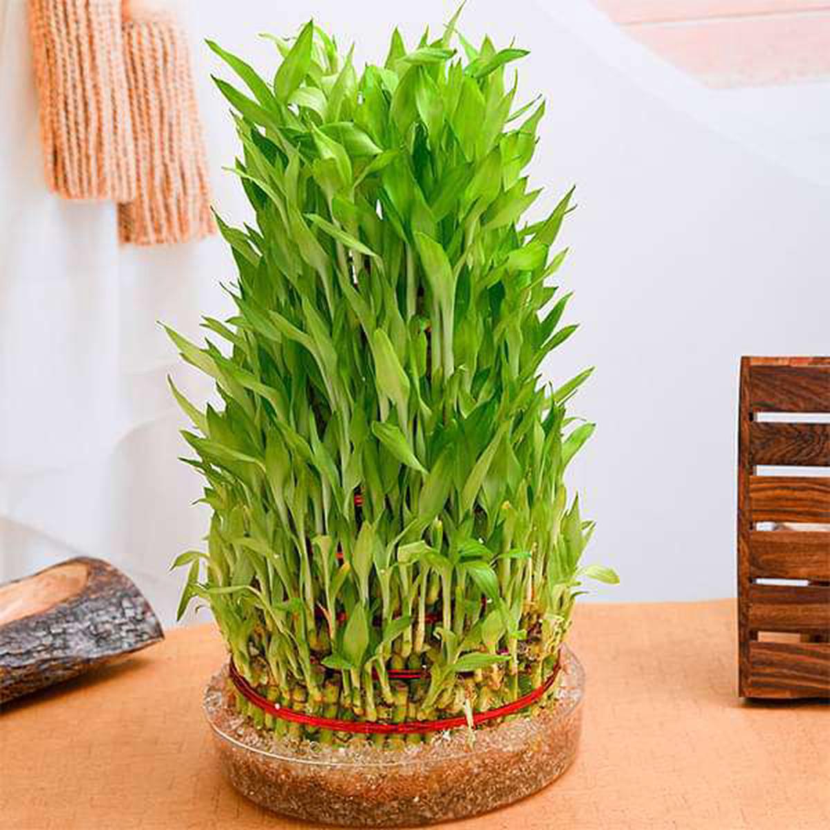 10 Layer Lucky Bamboo Plant in a Bowl - Default Title