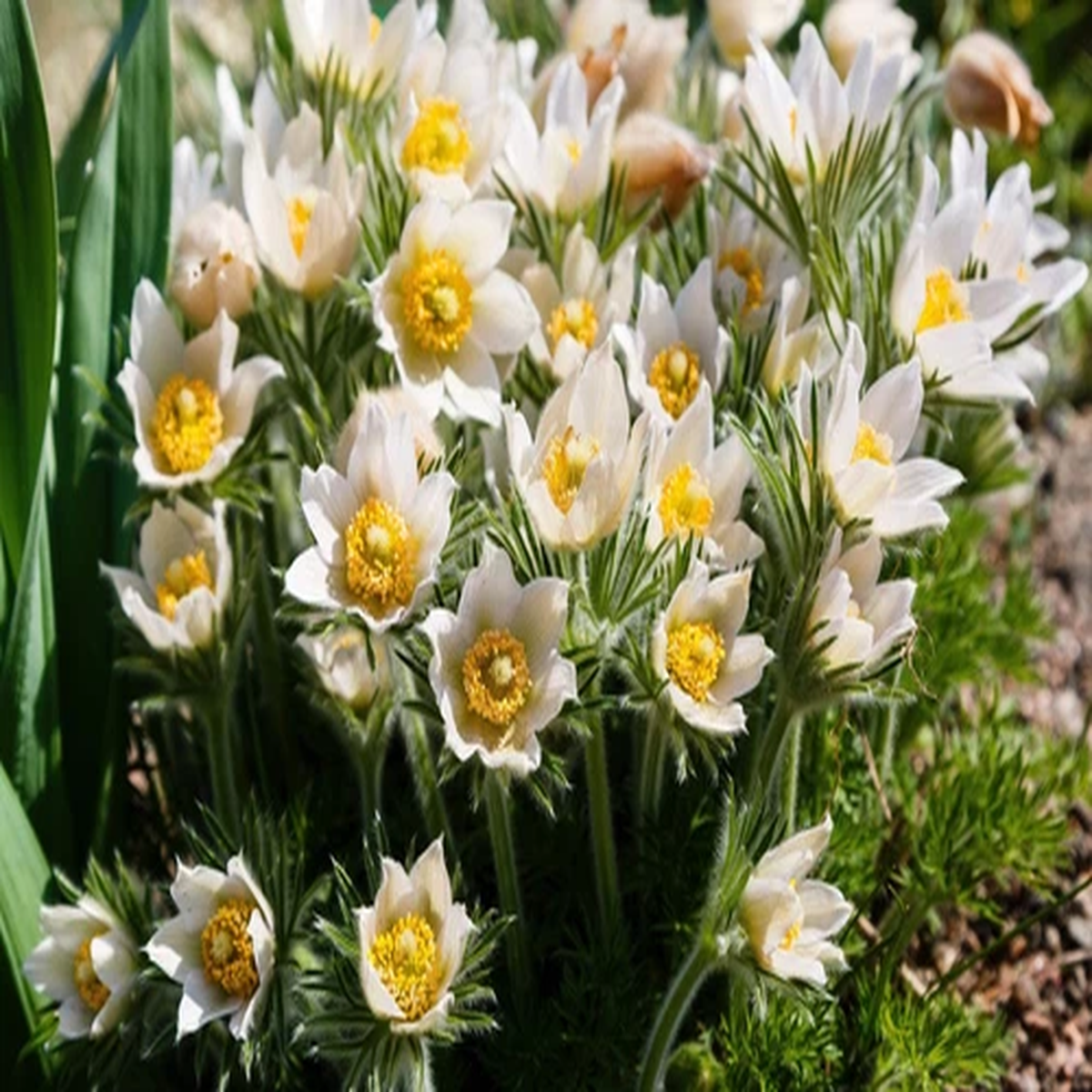 25 WHITE ANEMONE Pulsatilla Vulgaris Purple PASQUE FLOWER Seeds *Flat S/H