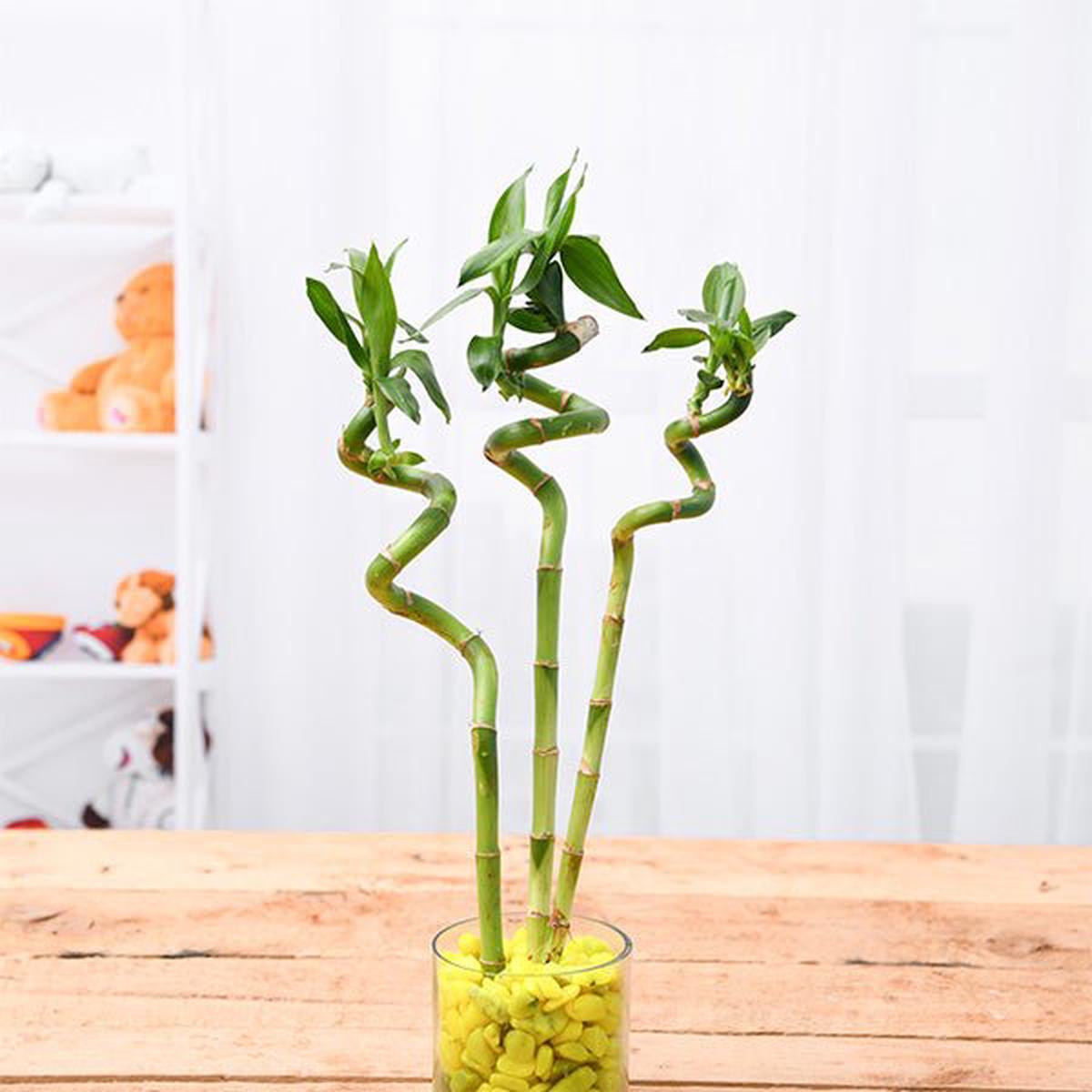 60 cm Spiral Stick Lucky Bamboo Plant - (Pack of 3)